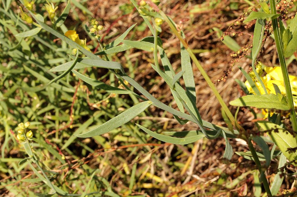 Linaria angustissima